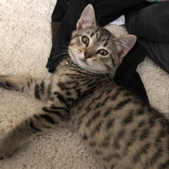 Meet your Posher, Natalie - Picture 1 of 1